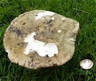 Russula cyanoxantha  MykoGolfer